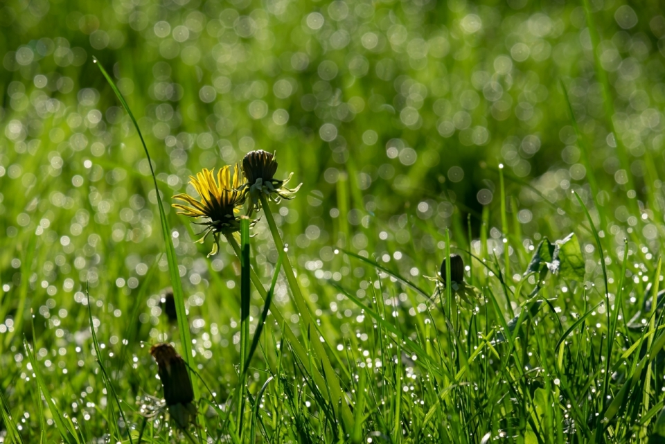 阳光户外自然绿色草坪黄色花朵植物