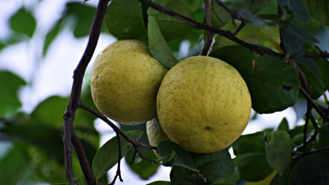 枝头果实累累的桔子无水印电脑桌面高清壁纸图片