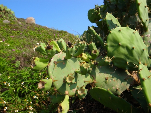 环境优美山坡生长仙人掌花朵植物