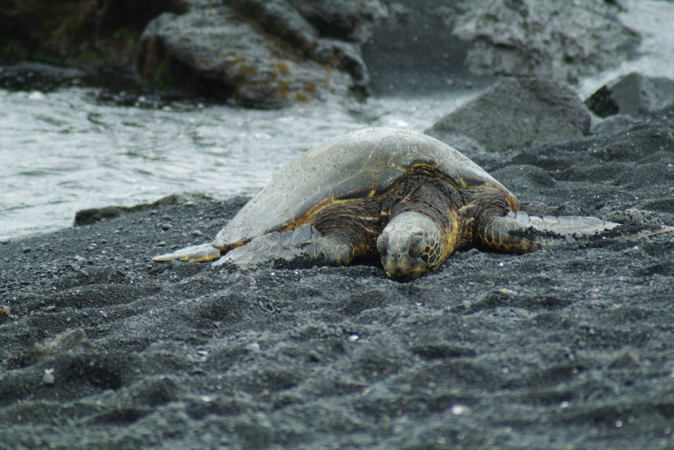 阴天自然大海沙滩边野生海龟动物