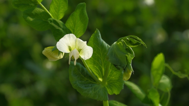 豌豆花自然风光优美风景秀丽高清桌面壁纸