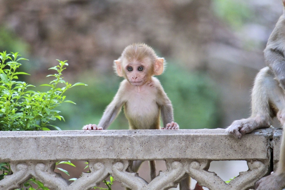 自然户外石质栏杆边野生猴子