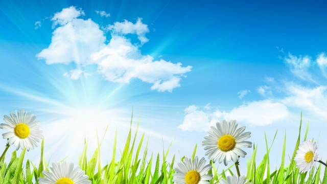 唯美清新绿色护眼高清桌面壁纸