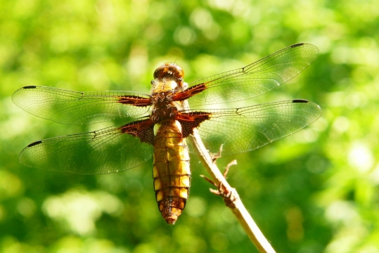 阳光户外自然树木树枝蜻蜓昆虫