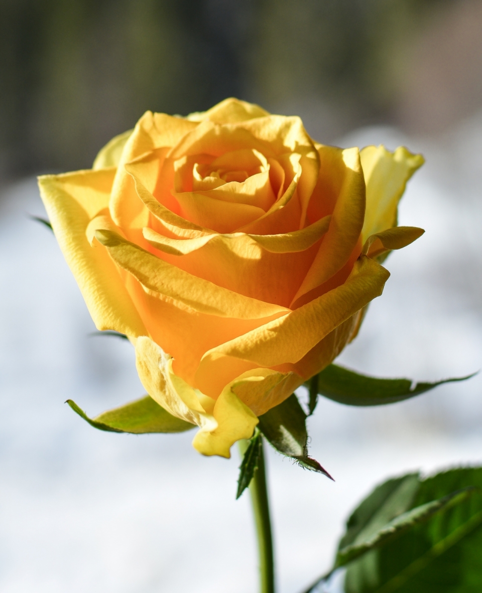 虚化背景自然浪漫黄色花朵玫瑰植物