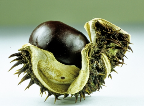 白色桌子上被剥开的板栗静物摄影