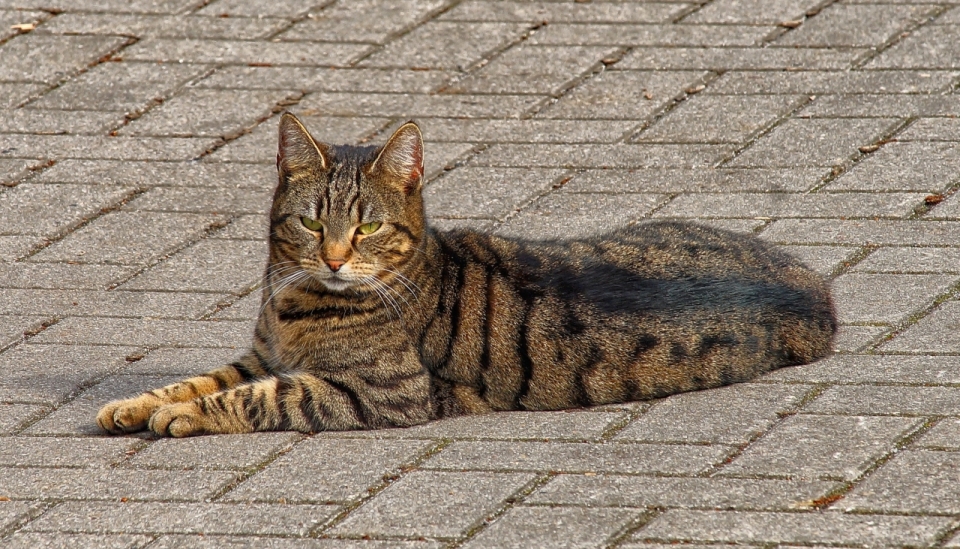 躺阳光城市街道地面可爱宠物猫