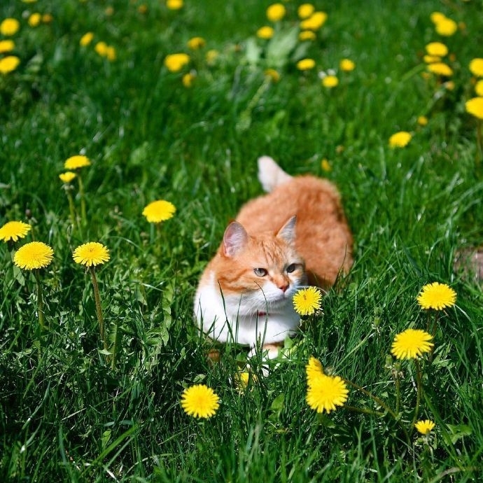 唯美清新草丛里的猫图片