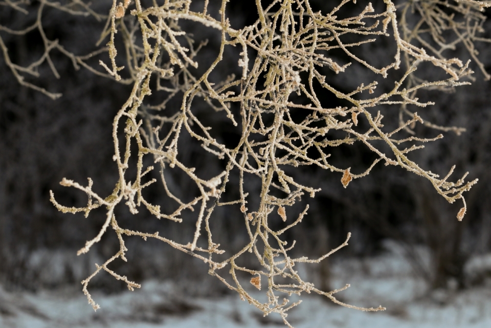 风光摄影_冬季雪地枯萎树枝雪景拍摄