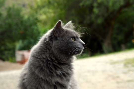 张望周围的黑色可爱喵星人