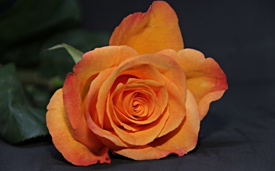 灰色桌面浪漫美丽橙色花朵玫瑰植物