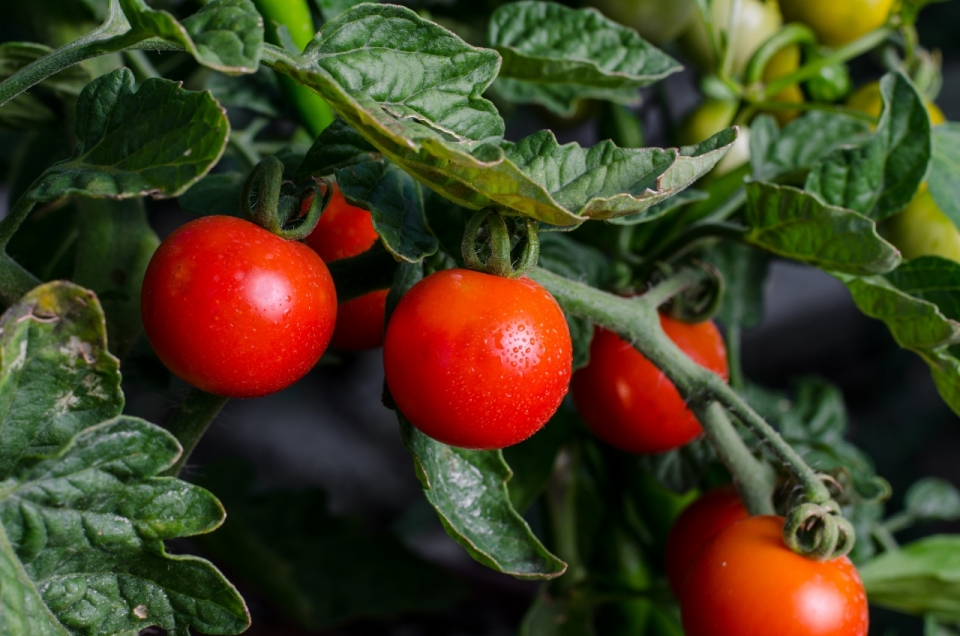 自然户外绿色枝叶新鲜健康红色番茄蔬菜
