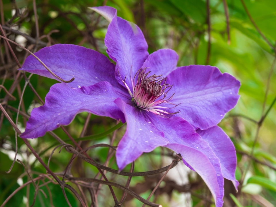 虚化背景户外自然美丽紫色花朵植物