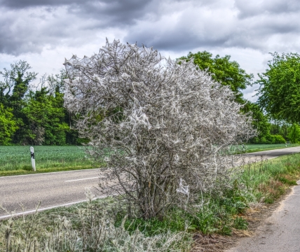 阴冷天空路旁树立白色小树风光