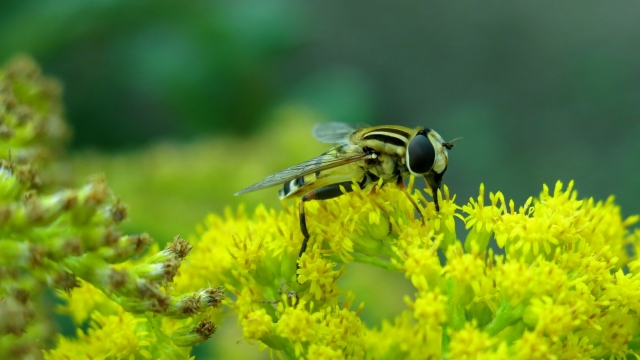 户外黄色花朵自然植物黑色昆虫