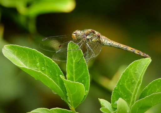 户外自然植物绿色叶子蜻蜓昆虫