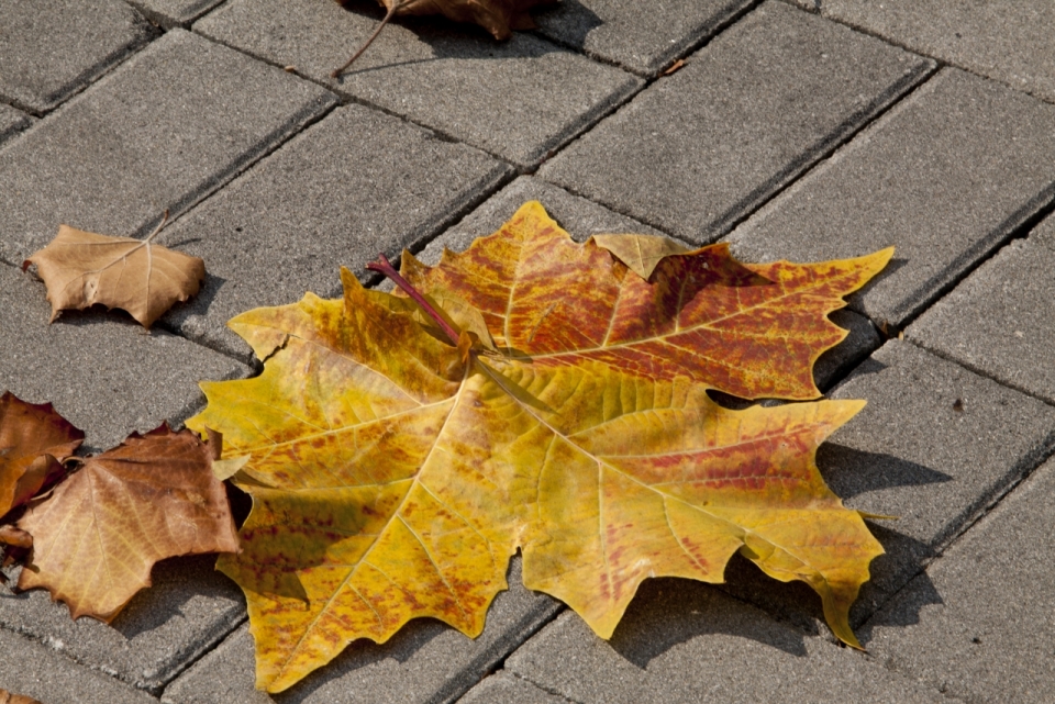 秋天掉落在街道上的黄色树叶特写摄影