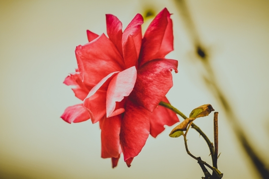 种植盆栽鲜艳红色花朵微距特写