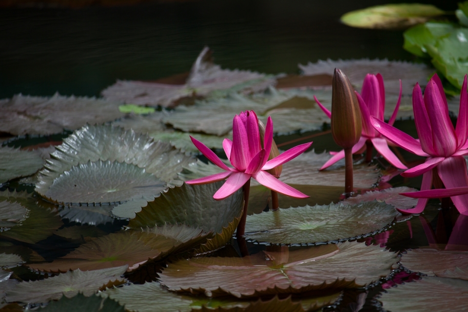 池塘荷叶间的粉色莲花特写