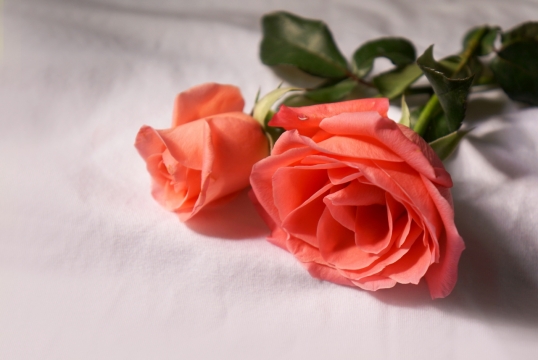 白色桌布上两朵红色的玫瑰花植物摄影