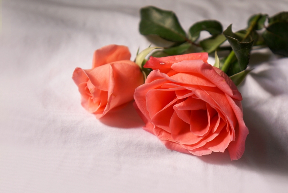 白色桌布上两朵红色的玫瑰花植物摄影