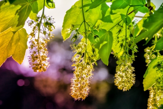 虚化背景户外自然植物藤蔓黄色花朵