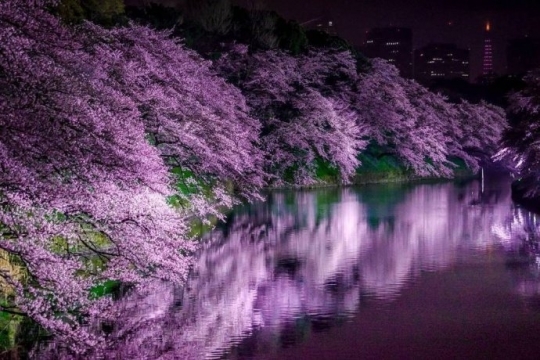 唯美景色樱花写真