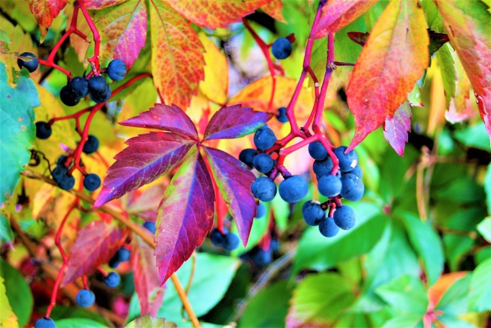多彩缤纷的树叶与成熟的树果