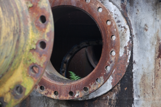 锈迹斑斑金属管道中的绿色植物