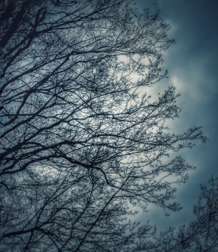 忧郁风格树林仰拍美景