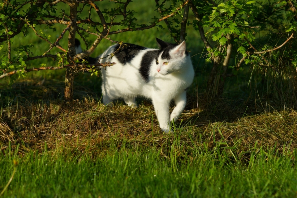 傍晚阳光户外自然草坪间可爱猫