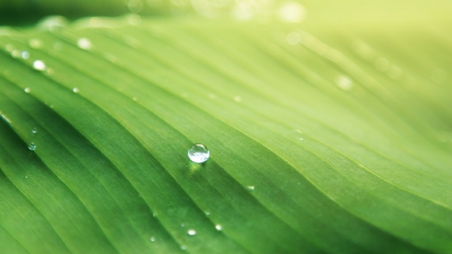 绿叶护眼电脑桌面高清壁纸