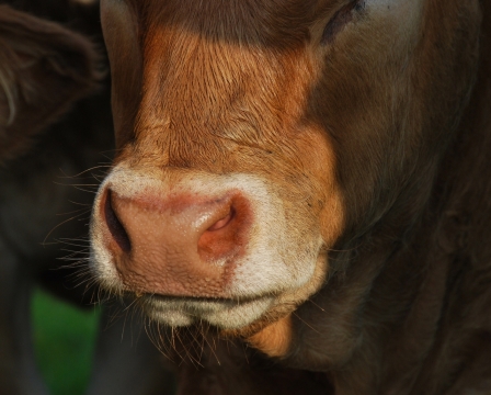 牧场牛棚中黄牛的面部特写