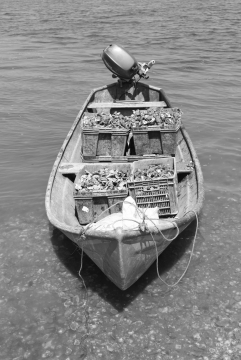 黑白阳光户外自然湖泊间小船