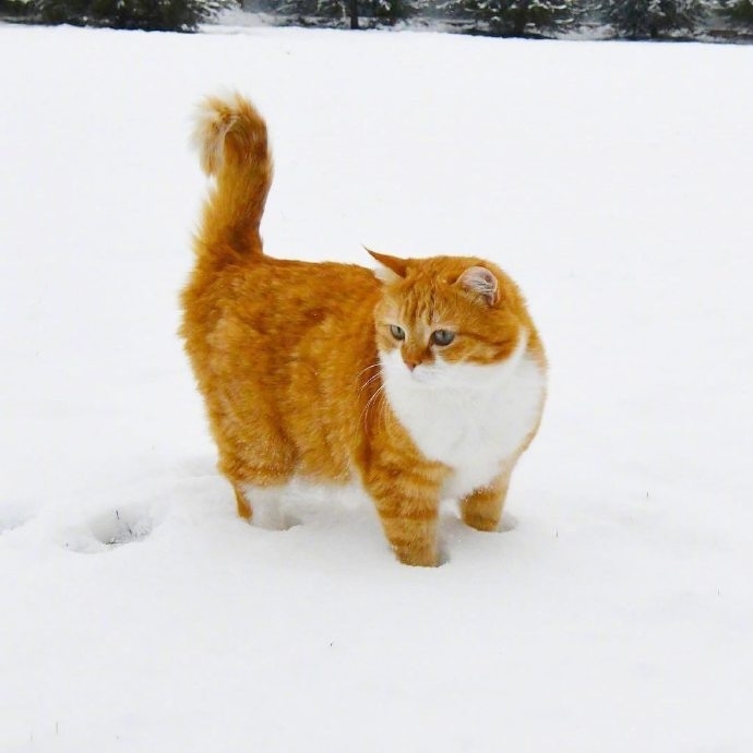大胖橘猫可爱写真图片