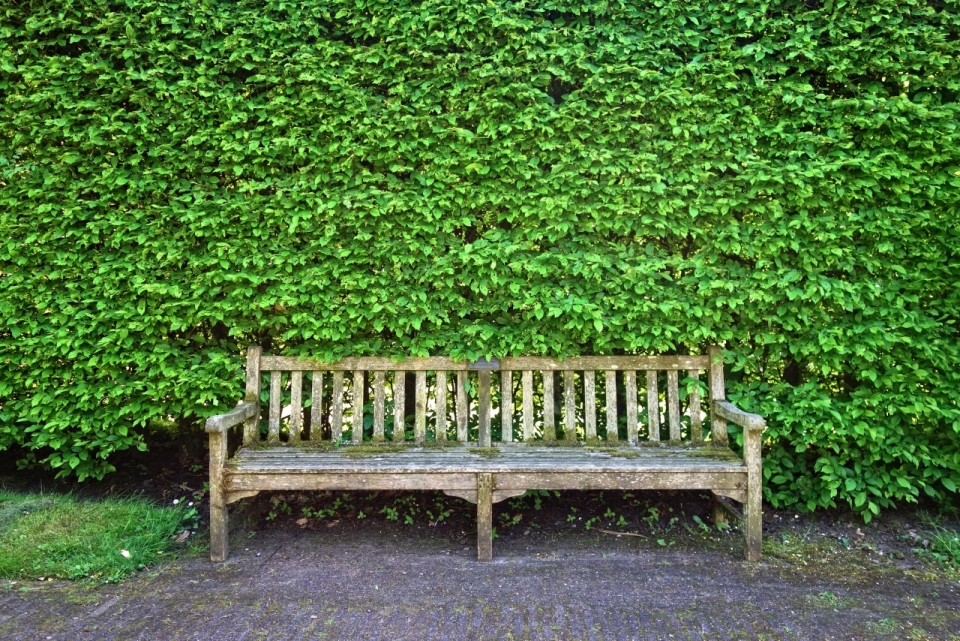 户外自然绿色植物墙前木制长椅