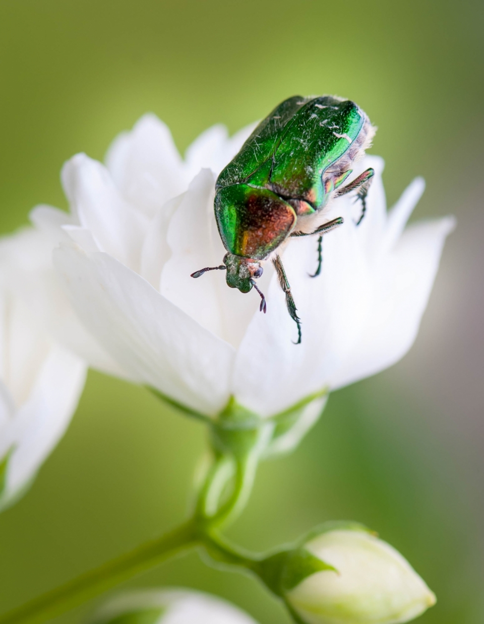 微距摄影_虚化背景白色花朵植物上绿色昆虫