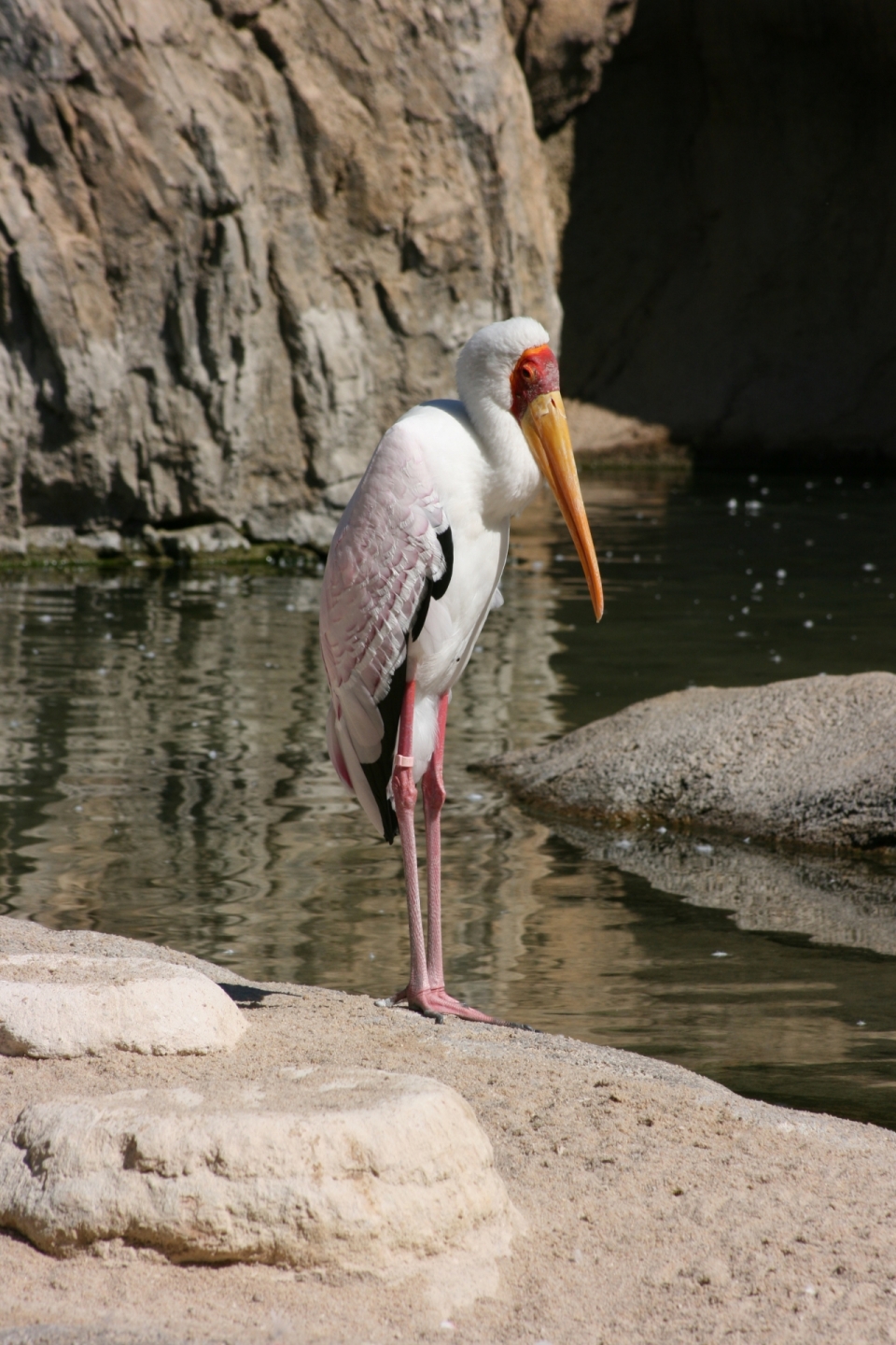 站立在水池边石头上的白鹤