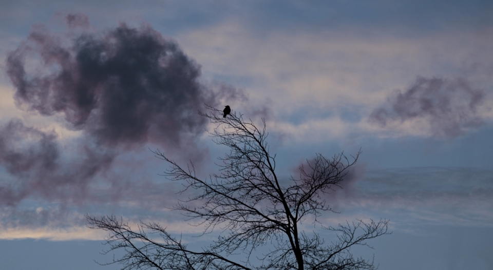 昏暗天空站立枯树枝头的小鸟特写