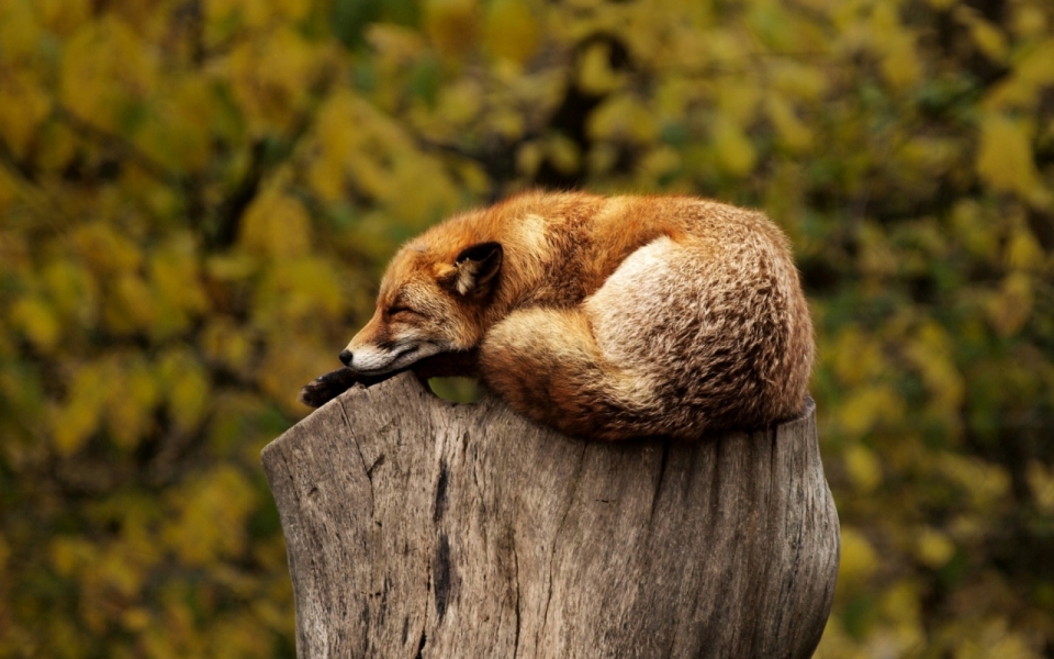 午睡在树林前木桩上的狐狸特写
