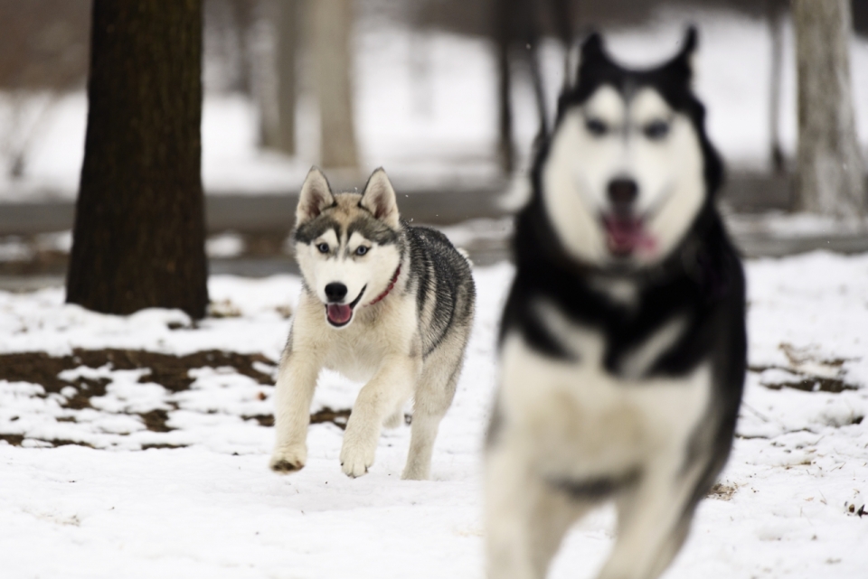 冬季雪地树林奔跑捕猎狼群特写
