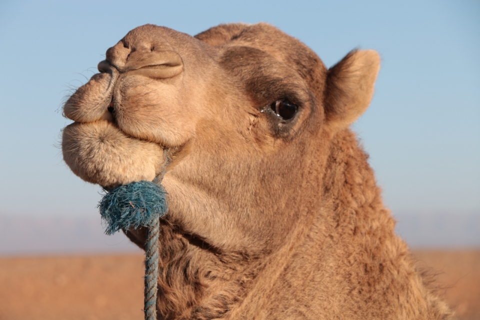 沙漠中的骆驼近距离脸部特写