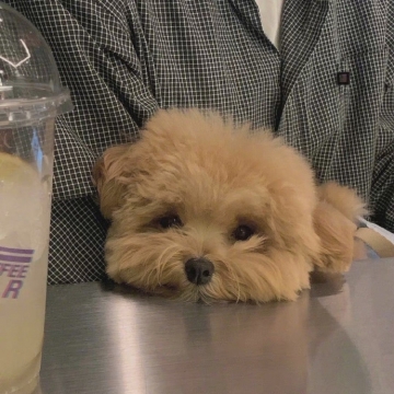 唯美可爱小狗狗写真图片