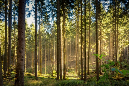 明媚阳光下美丽的森林