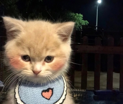 可爱小奶猫写真图片