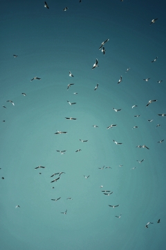 蓝色天空飞翔盘旋候鸟景观