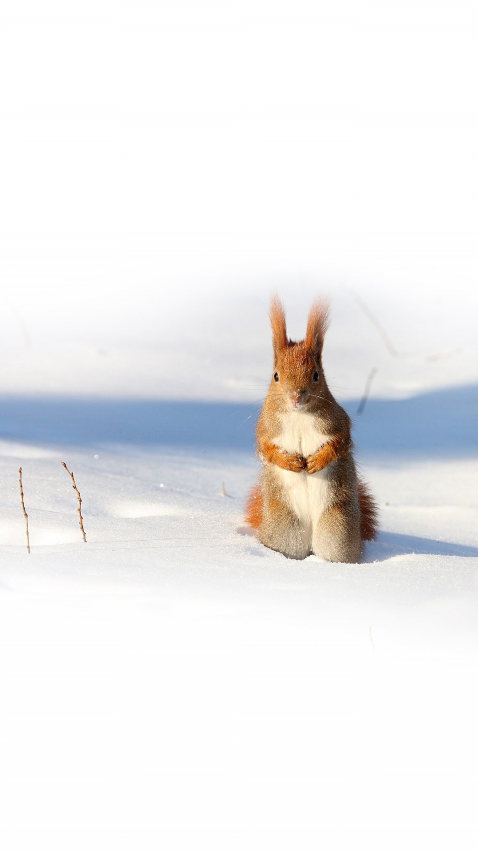 雪地里的野生动物写真
