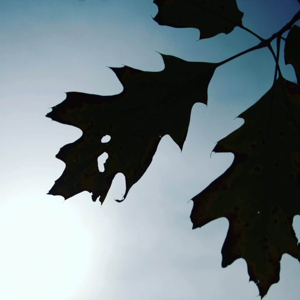 天空下树木枯叶剪影拍摄
