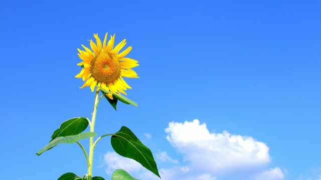 金色向日葵唯美自然风光高清桌面壁纸