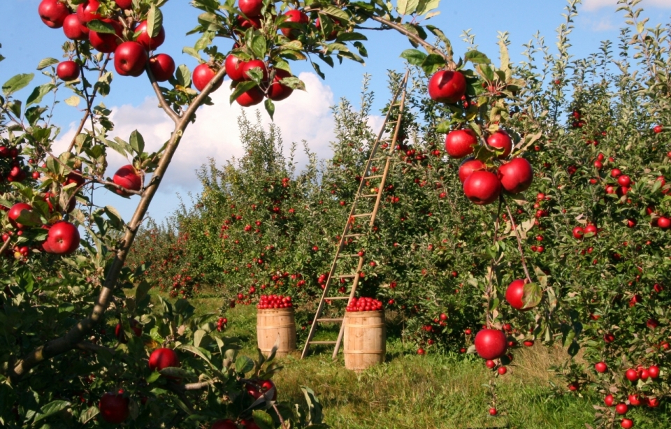 水果种植园内鲜红的苹果园